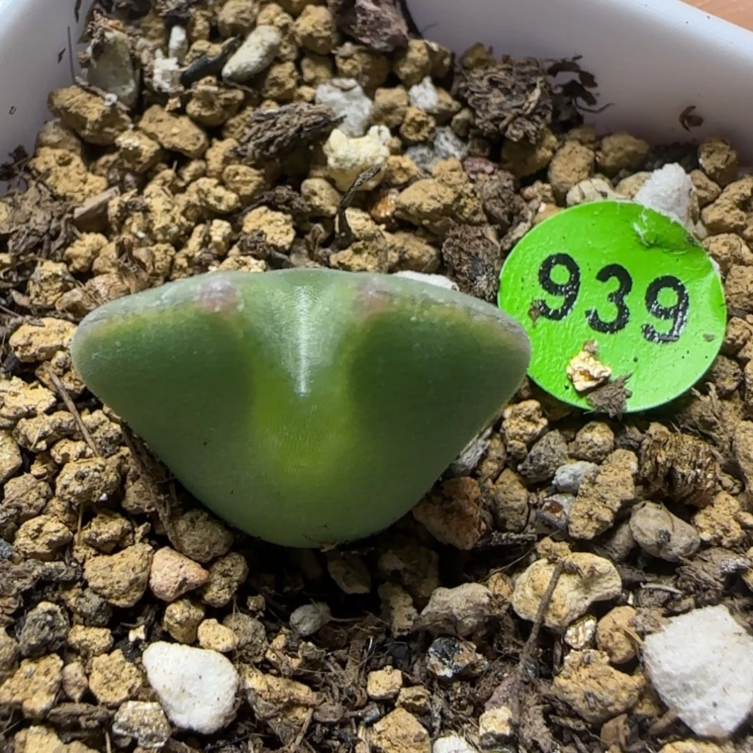 大眼睛空蝉1.8多肉植物939