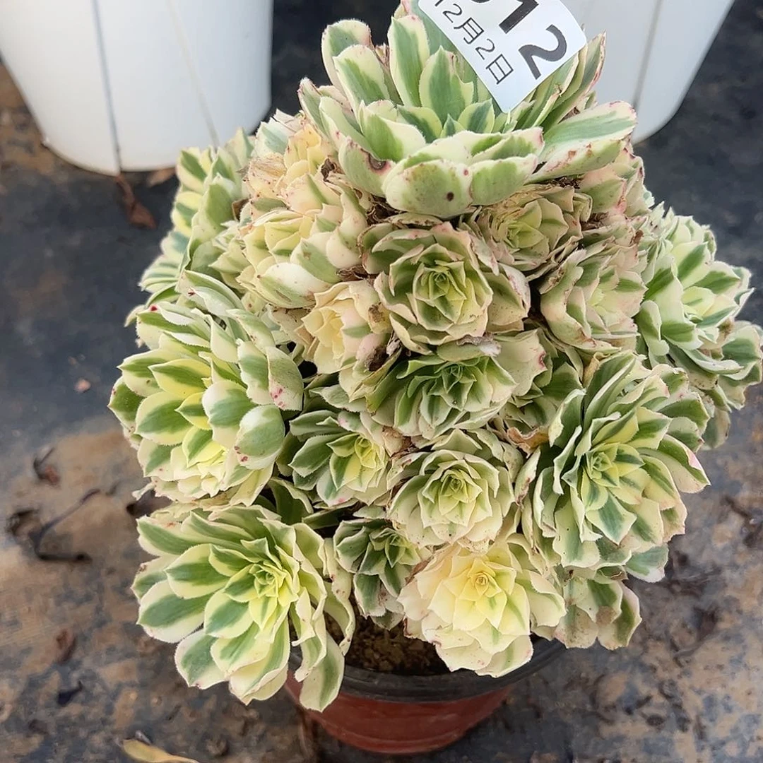 12.2-12迈巴赫多肉植物