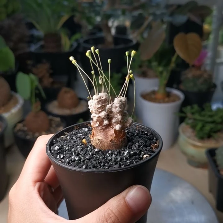 0926厚敦菊 一物一拍