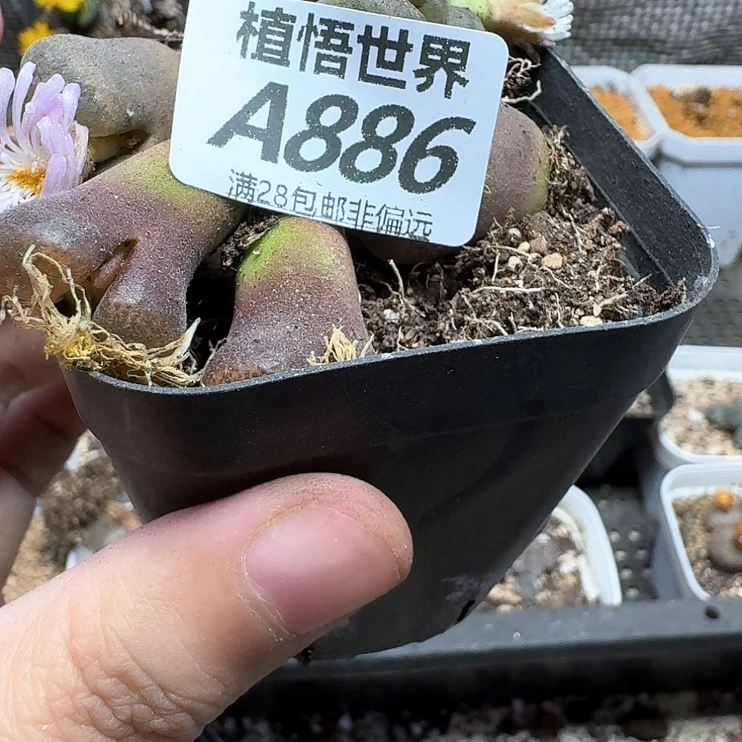 多肉植物的人啊fgh