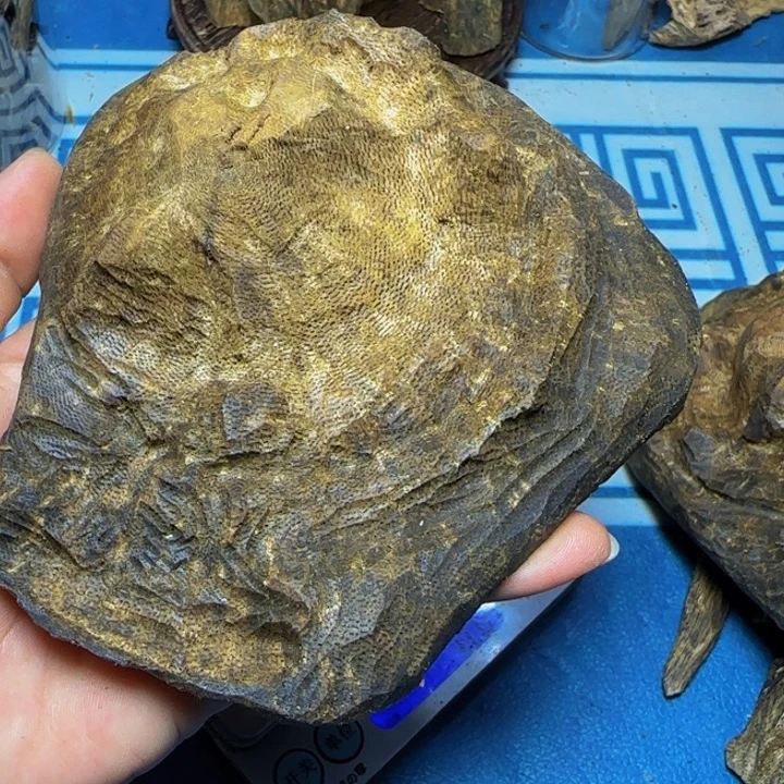 木母树绿奇陆河包头92克