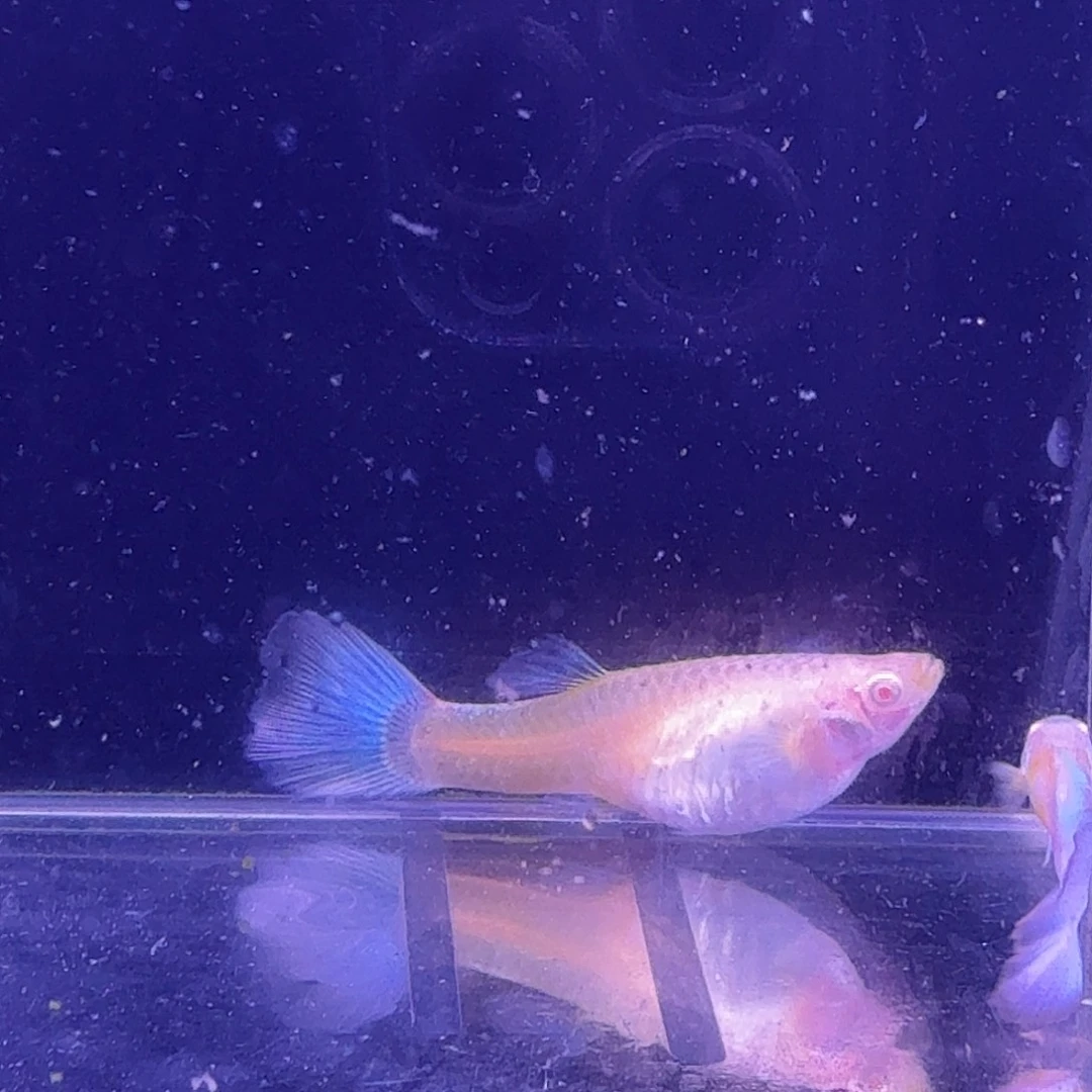 孔雀鱼蓝白噢意1对