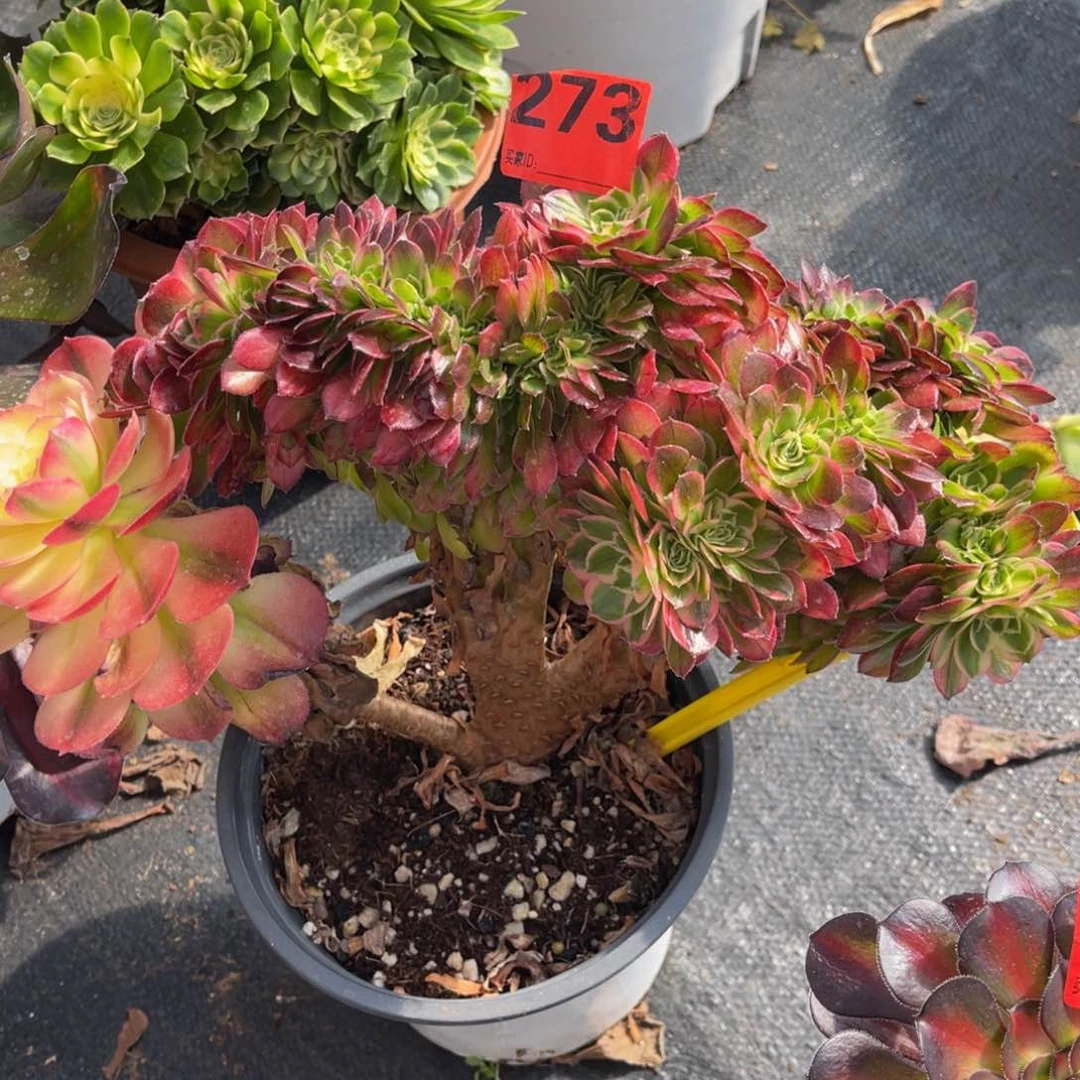 273多肉法师海王缀