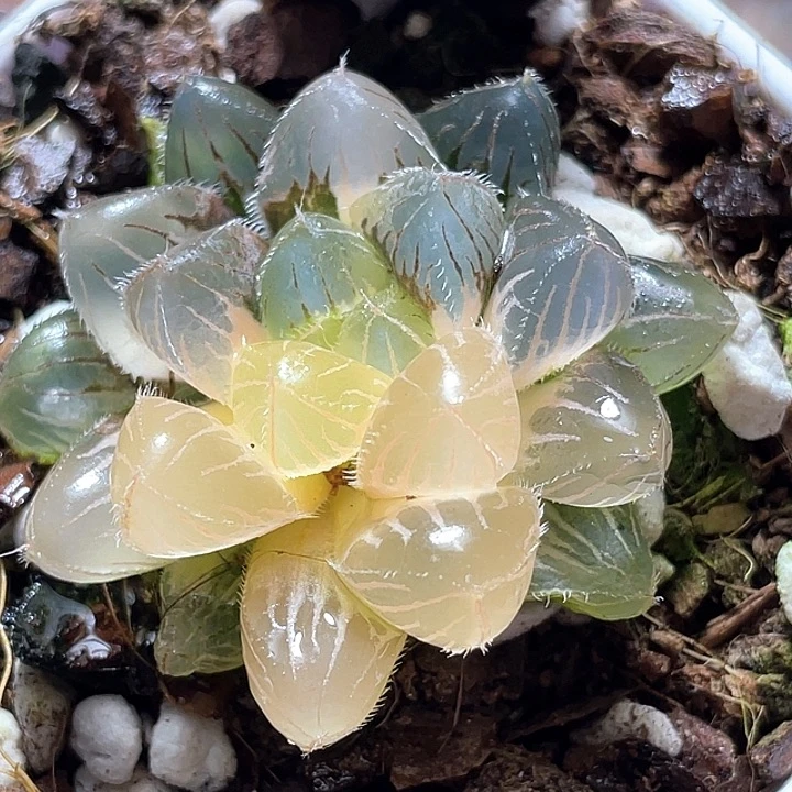740藍鏡玉露錦一物一拍