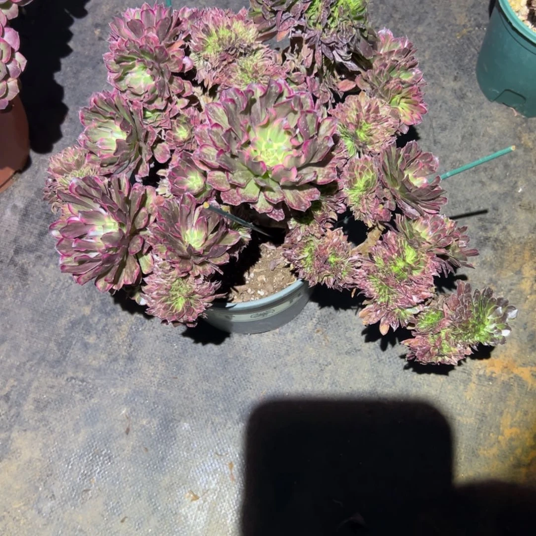 水墨画缀化老桩朵缀