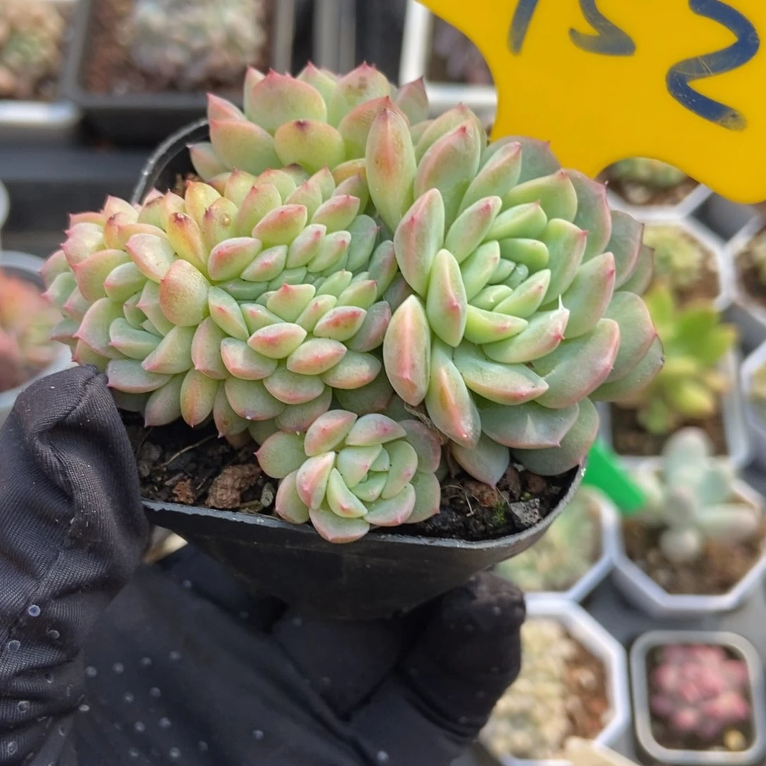 952干冰缀多肉植物保护
