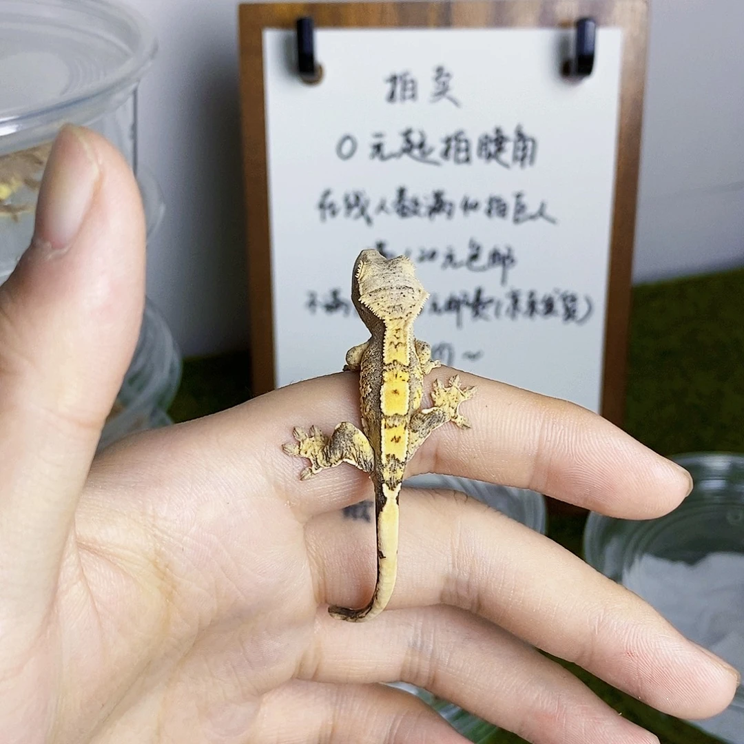 睫角守宫三色奶油