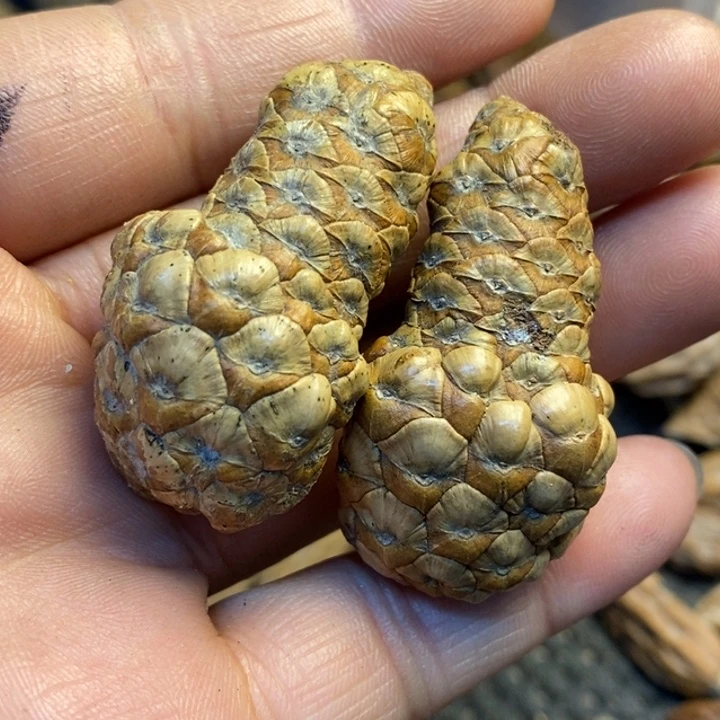 文玩核桃吊坠娜姐83