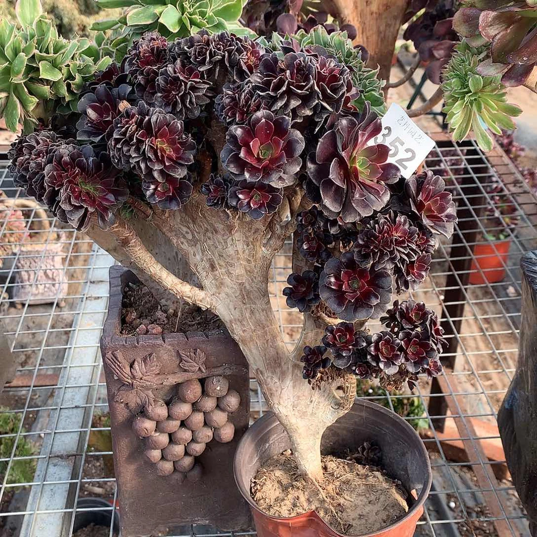 352欧紫朵朵微瑕缀化