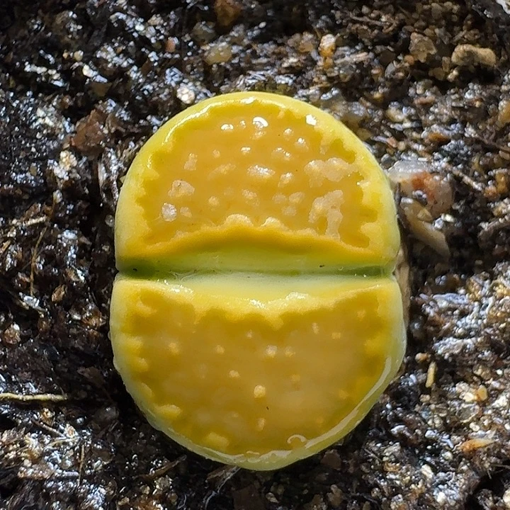 生石花111111。 227