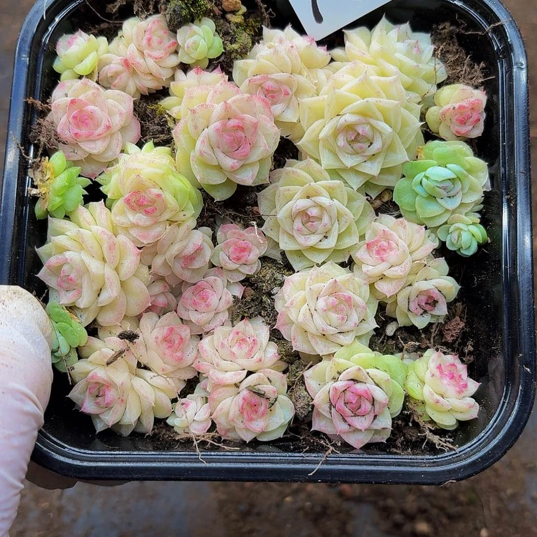 多肉植物多肉植物703