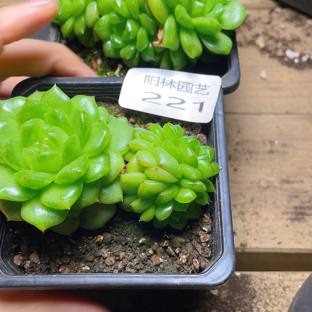 多肉植物多肉植物221