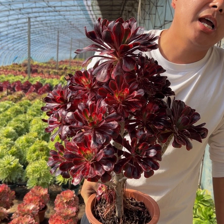 68.8香奈儿一棵包邮