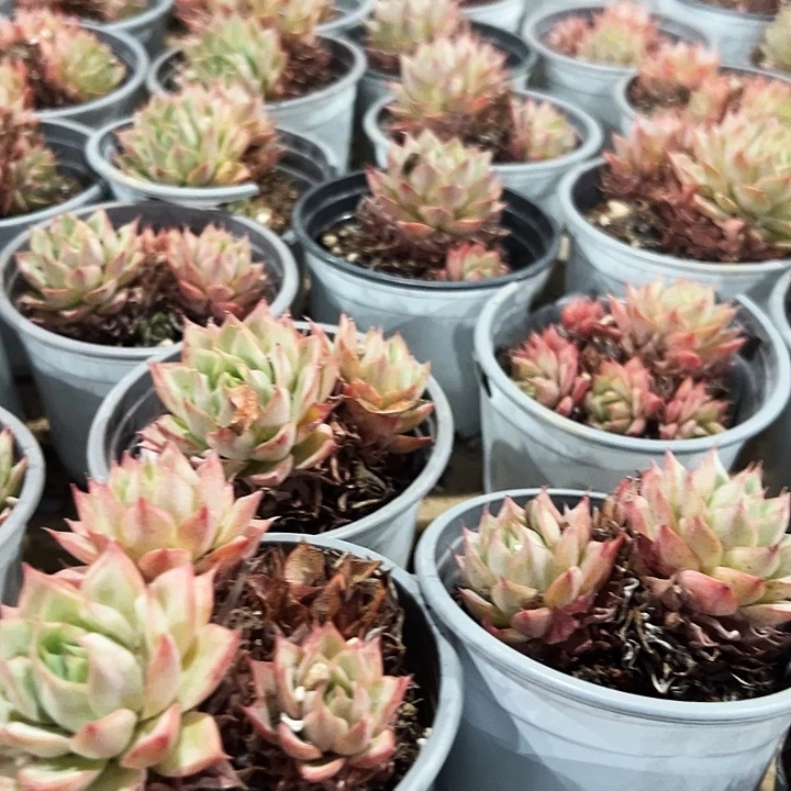 多头  林杰安娜  去拍