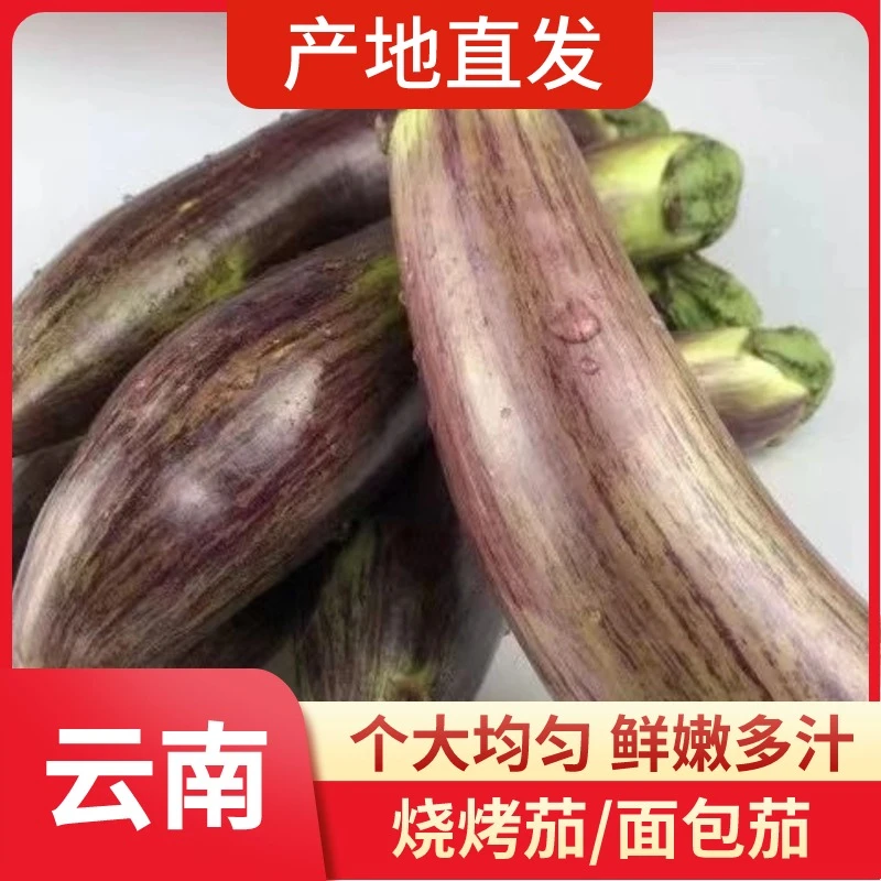 云南西双版纳冰川老品种面包茄糯茄竹丝茄农家自种纯露天种植茄子