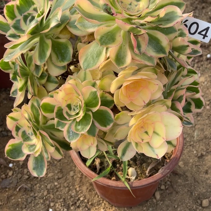 无花朵604燕姿锦多肉植物