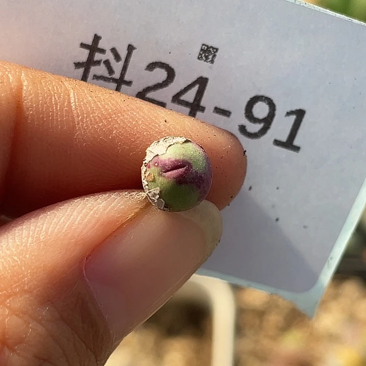 24-91嘴多肉植物肉锥