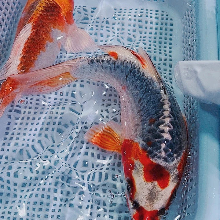 锦鲤锦鲤冷水观赏鱼105