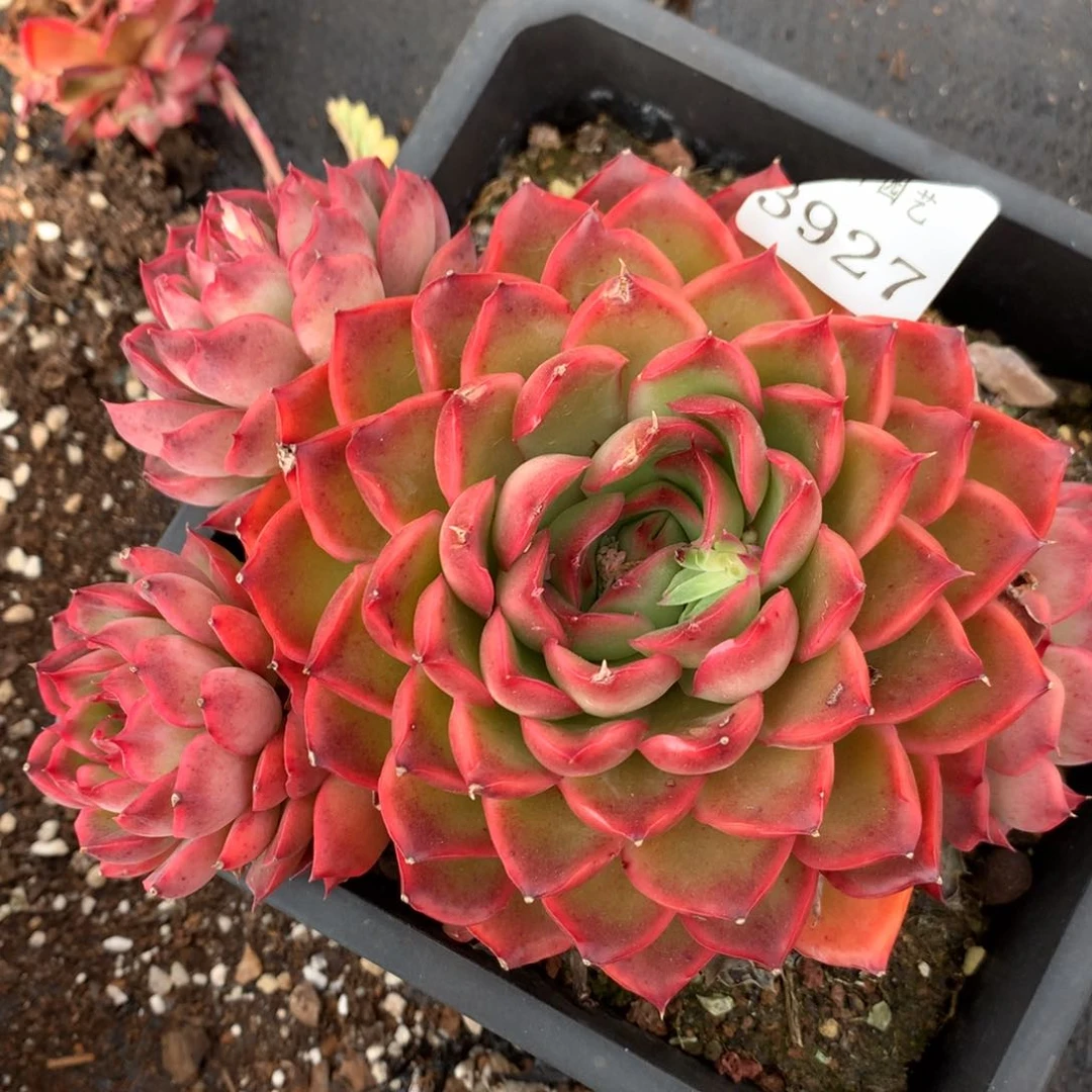 3927杂交多肉老桩