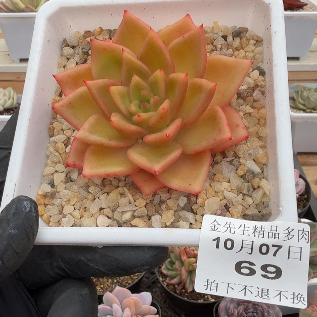 1007-69黄金粉单头