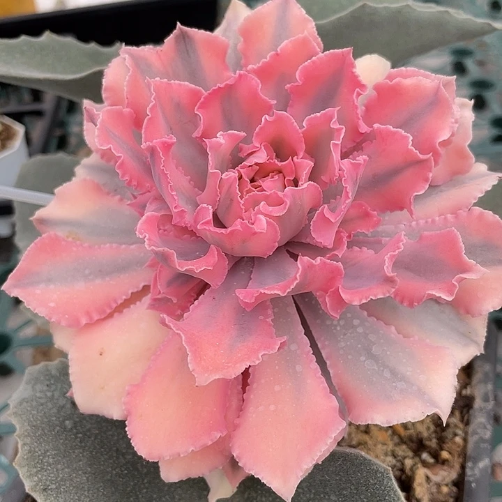 家***z晚霞之舞锦。幸福灯牌折扣