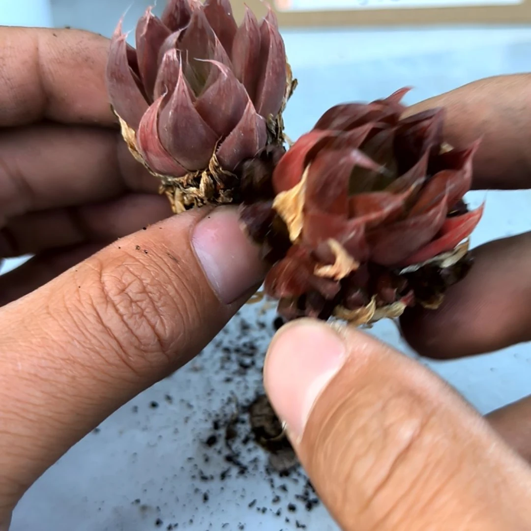 满6元包邮，红丝玉露杂22号