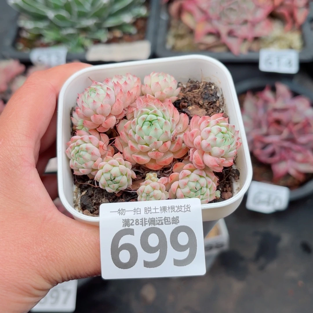 小粉梅无盆土发货