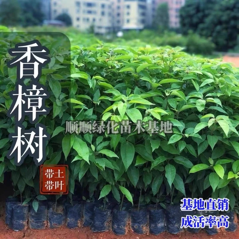 香樟树龙脑樟树驱蚊驱虫小叶香樟常绿庭院绿化优选耐寒耐旱可盆栽