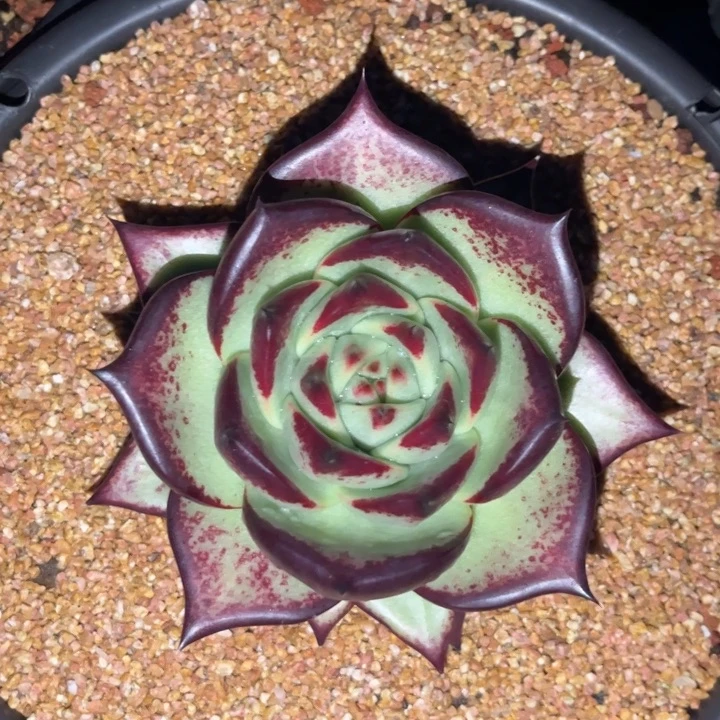 高背园神大宽叶1111