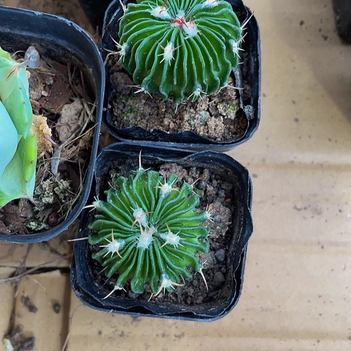 星巴克6.8带哦土发货