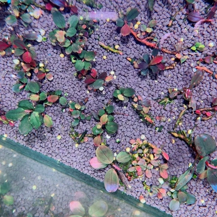 辣椒榕12圆海福利