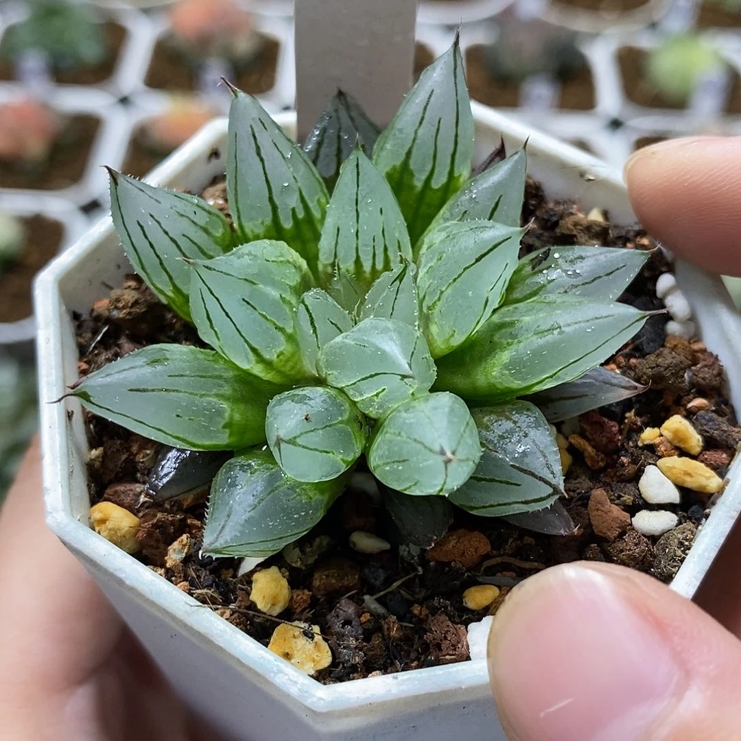 76西亚基哈哈哈哈哈哈