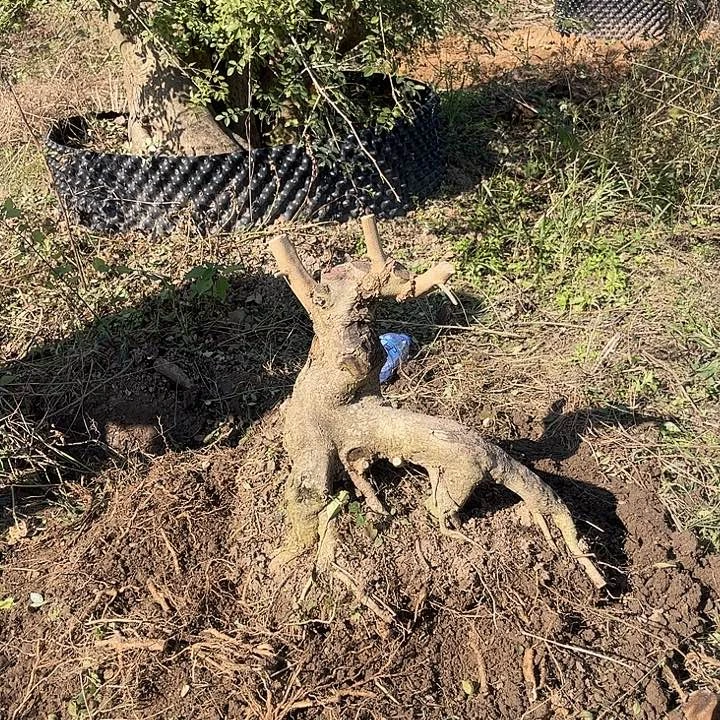 慌***慌无花朵对节白蜡素材一颗