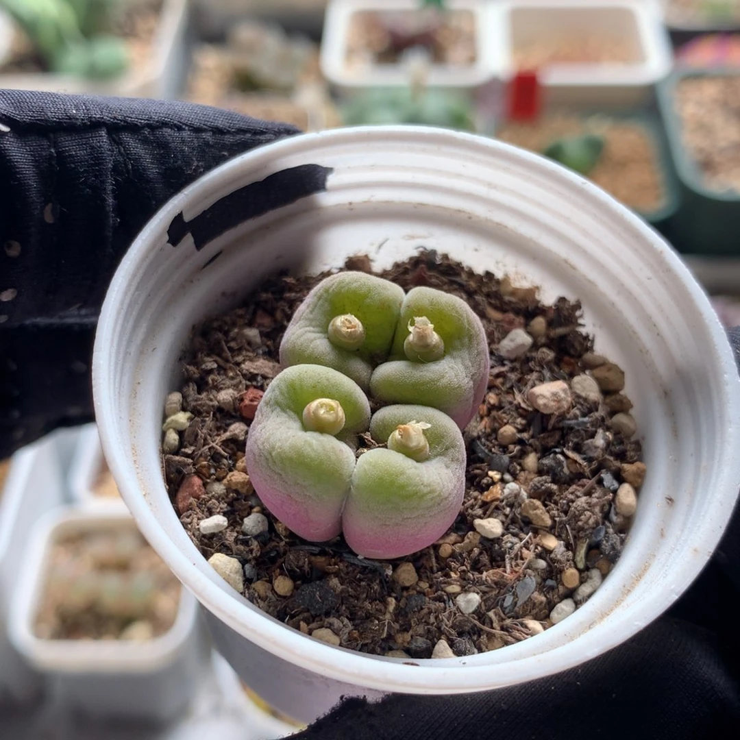 753孔卡母本一颗