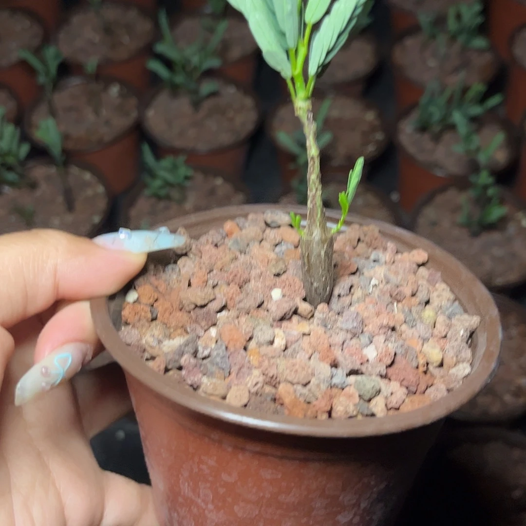多肉植物沙漠苏木