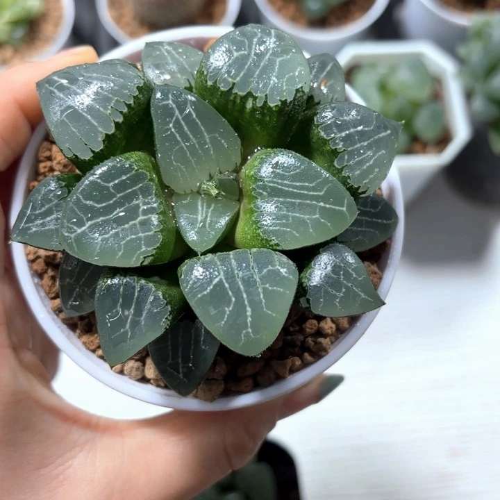 母本月影寿多肉植物