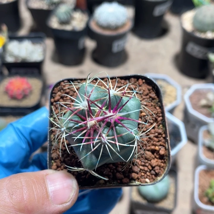 874实生大红鹰仙人球