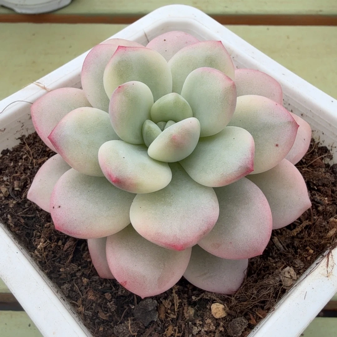 白马锦锦上园艺一物一拍