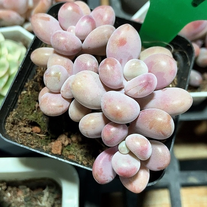 多肉植物桃蛋1677多肉