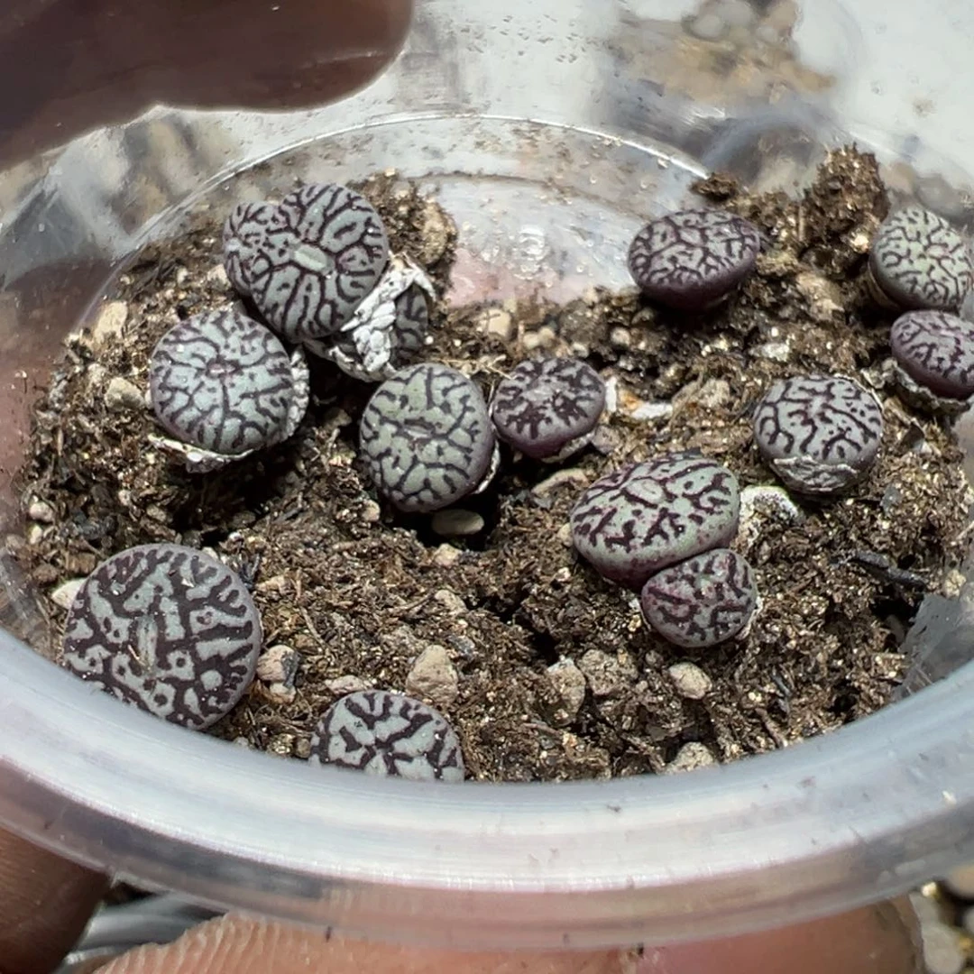 【闪购商品】 933。