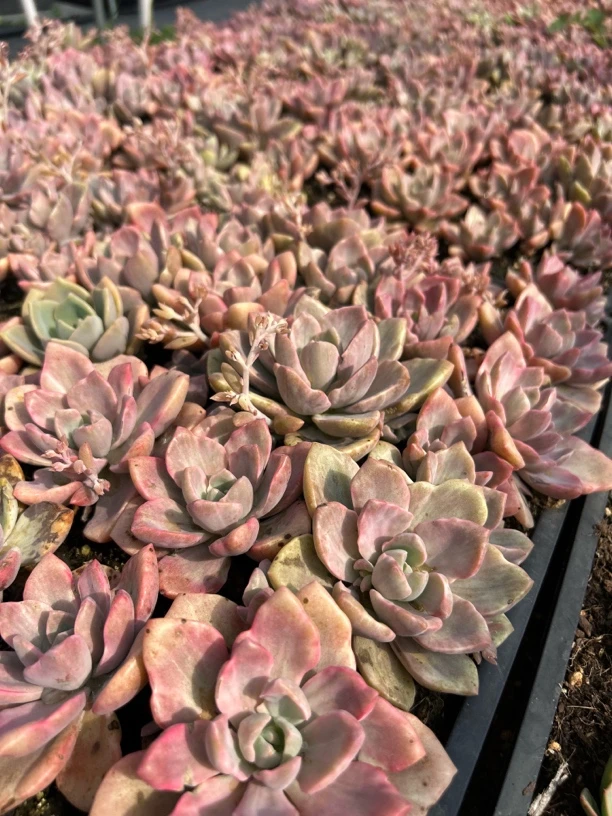 彩虹糖锦多肉老桩群生花卉绿植盆栽