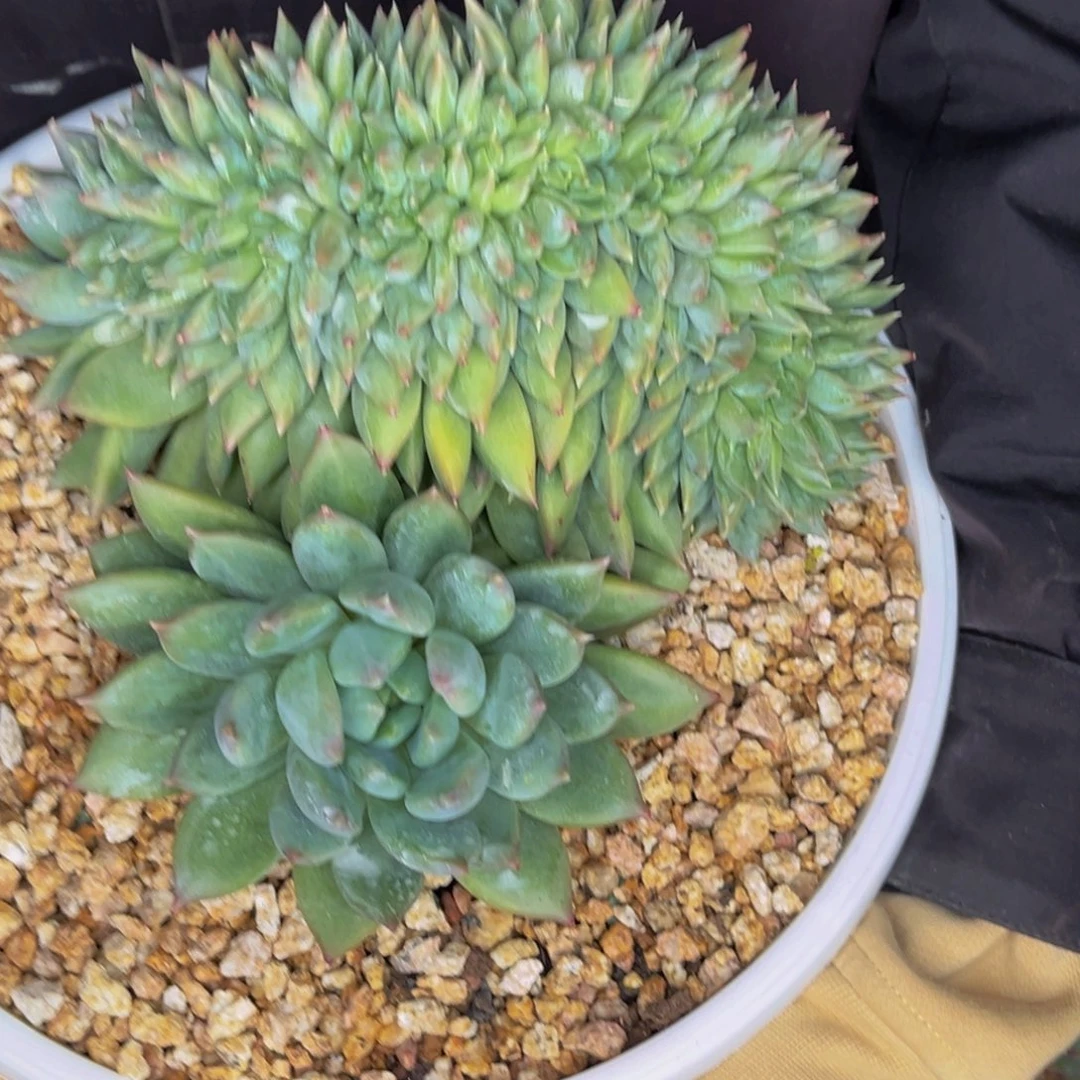 刘*2311号晚上多肉植物群生