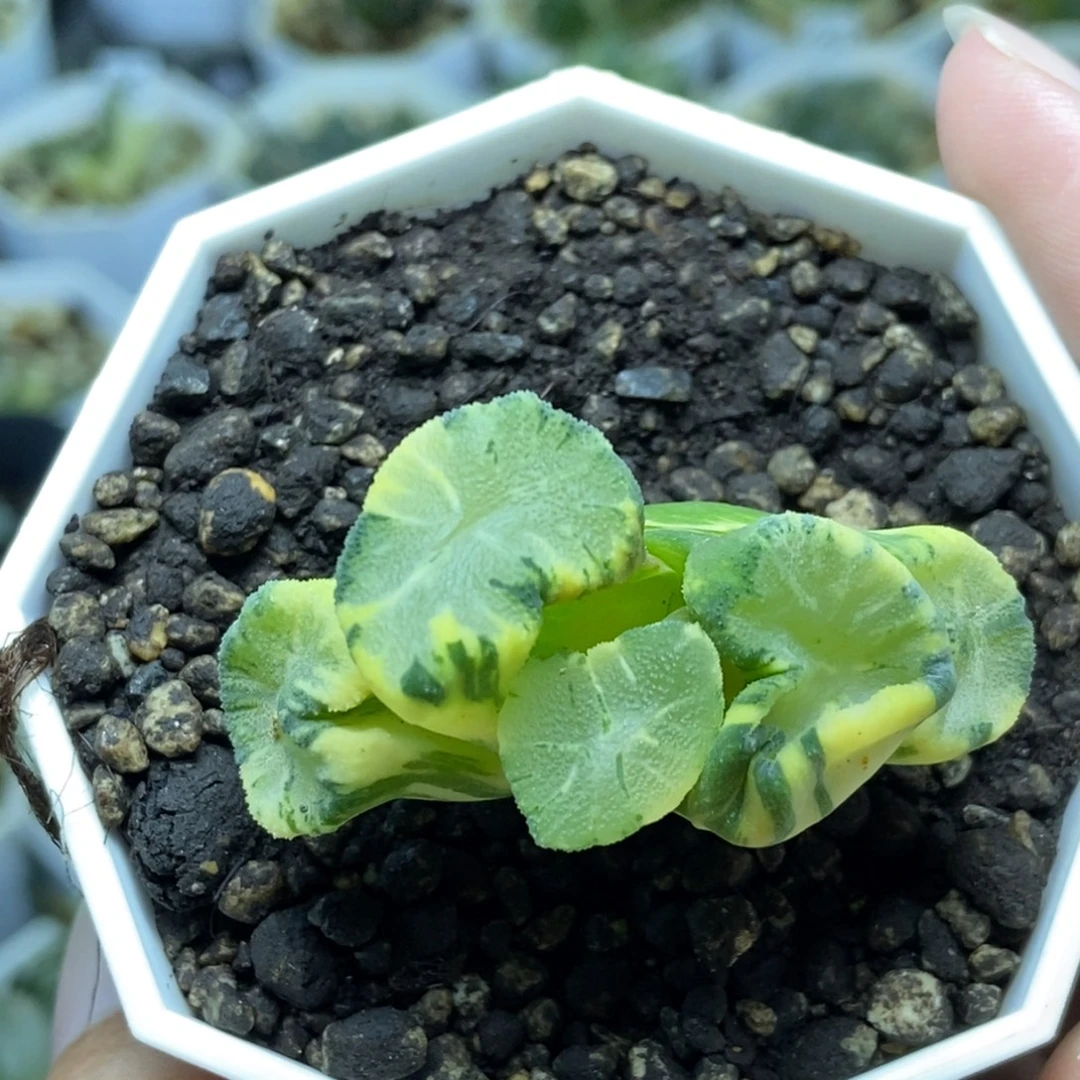 极上斑巨大花菱万象锦一物一拍