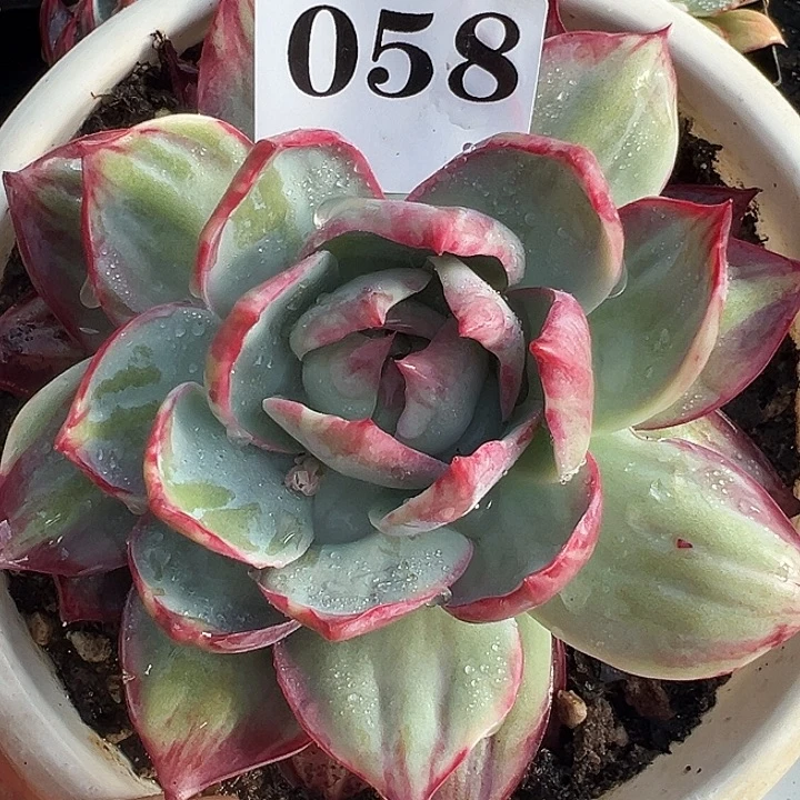 惊鸿惊鸿惊鸿058保底12厘米