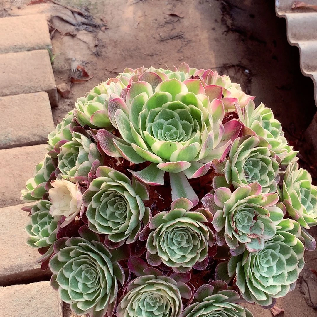 孔雀翎的，多肉植物