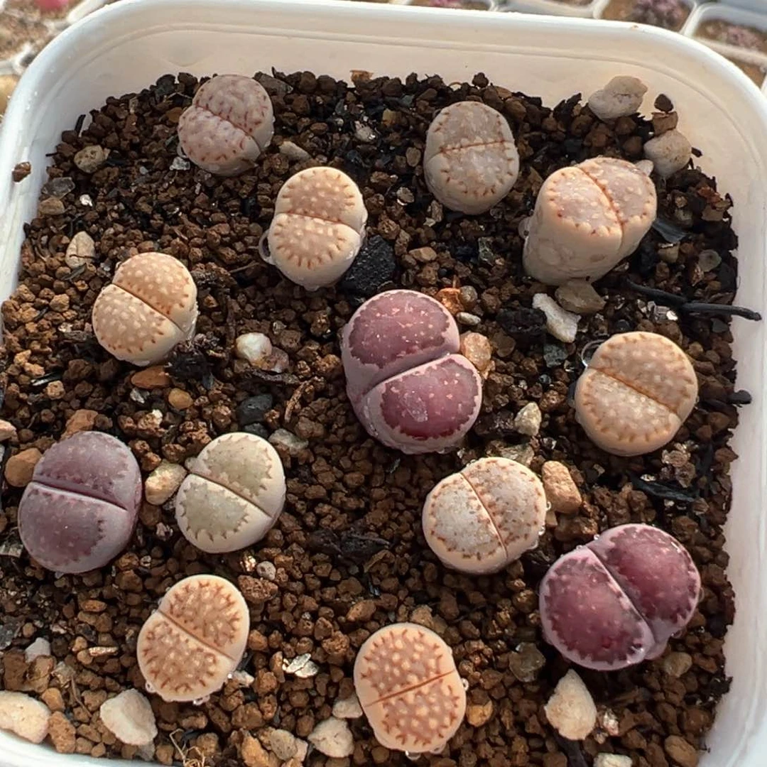饼干组合多肉植物1