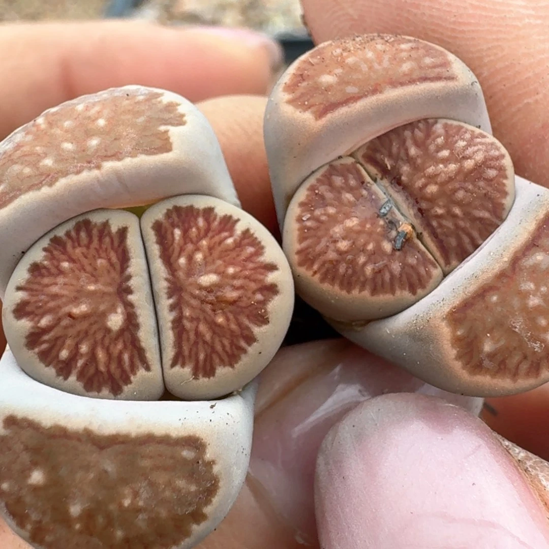 72两颗000000000000000