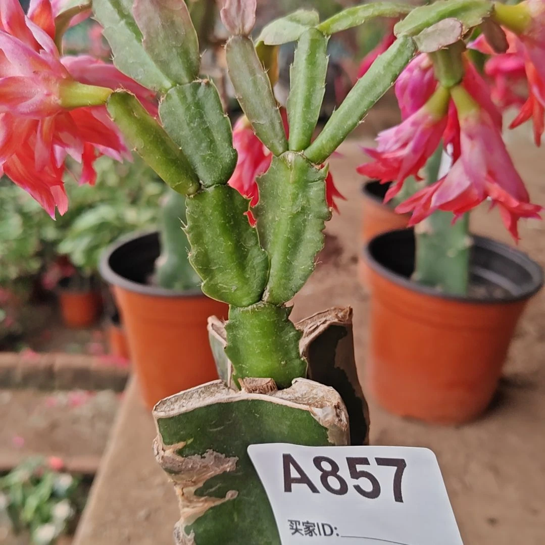 微***笑2099双重喜悦脱土脱盆易掉苞857