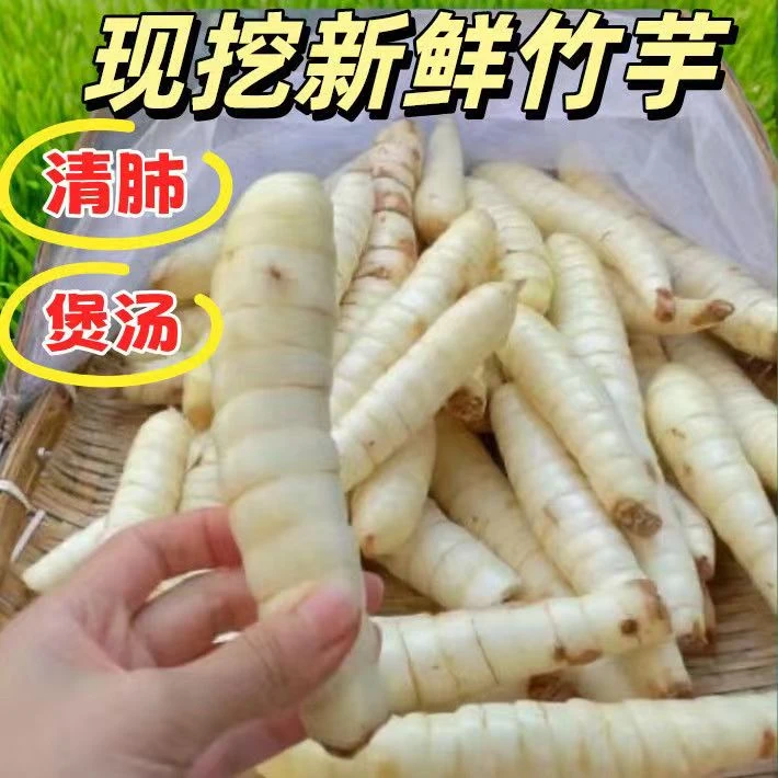 【煲汤粉薯】竹薯冬薯现挖现发煲汤农家竹芋自种新鲜竹根凉粉