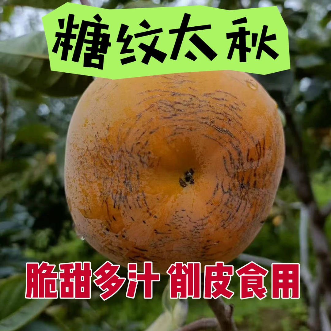 顺丰包邮-爆甜糖纹太秋甜脆柿大秋裂纹酥脆多汁甜产地直发口感好